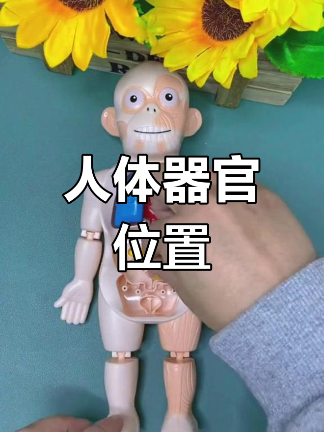 人体器官分布图解