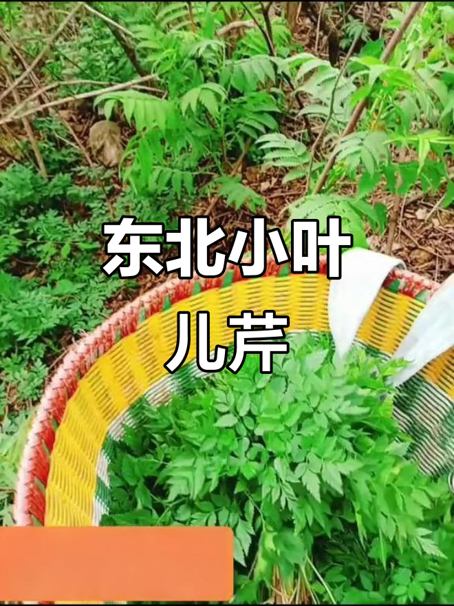 小叶儿芹:山野菜中的最爱,一口接一口停不下来