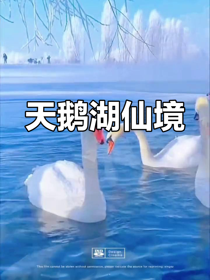 伊犁天鹅湖的冬日奇观,雾凇与天鹅共舞