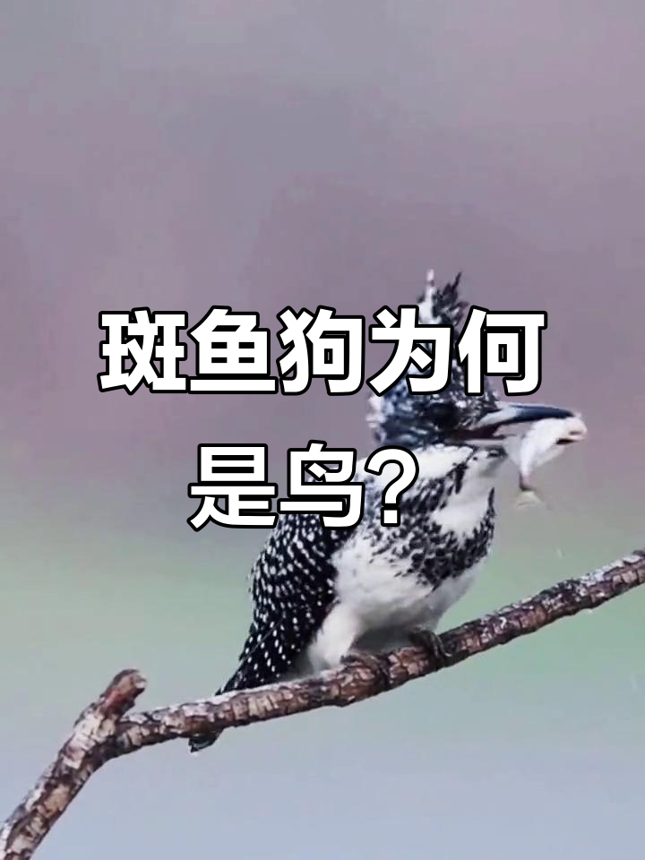 为什么斑鱼狗明明是鸟，却叫它“斑鱼”？