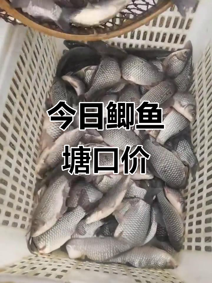 11月14日鲫鱼价格大揭秘,行情每日更新