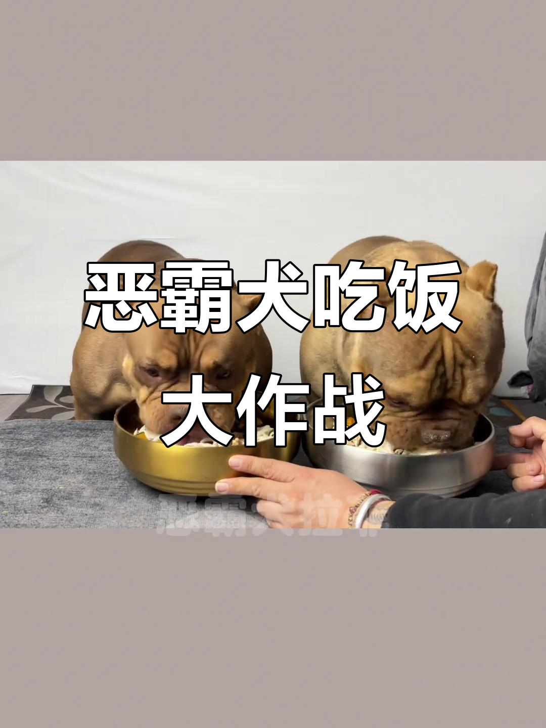 恶霸犬的抢饭大战,三文鱼、南瓜等美味一网打尽