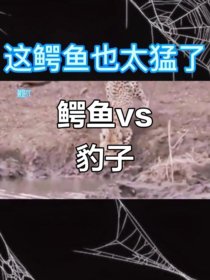 鳄鱼与豹子激烈对决,谁能制胜?