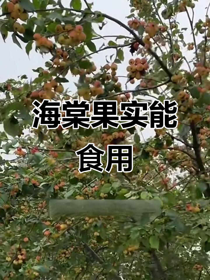 海棠果能吃吗?营养丰富,口感酸甜脆嫩