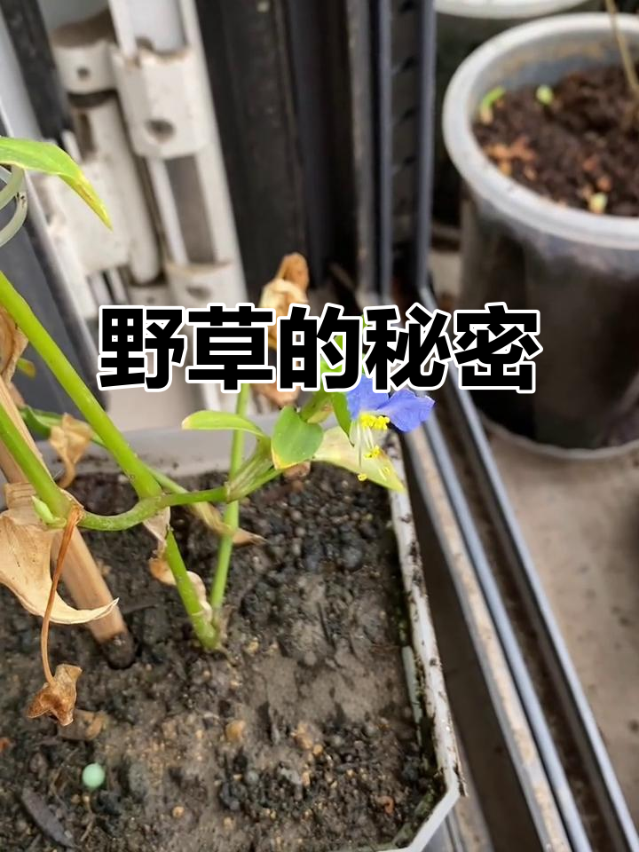 野草竟是宝藏,鸭跖草功效惊人,植物世界真是深不可测!