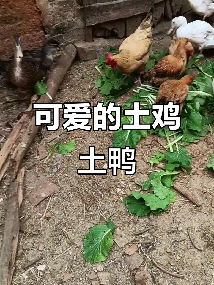 这些土鸡土鸭太可爱了,快来看!