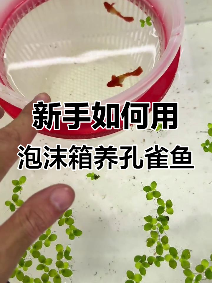 泡沫箱养孔雀鱼,新手必看技巧