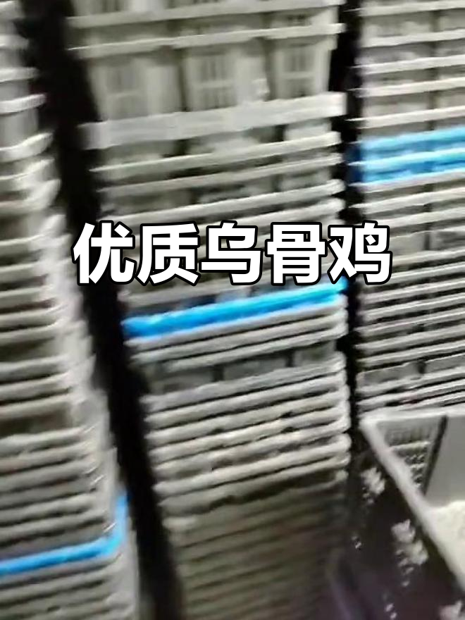 无量山乌骨鸡,原种土苗,疫苗齐全,成活率高!