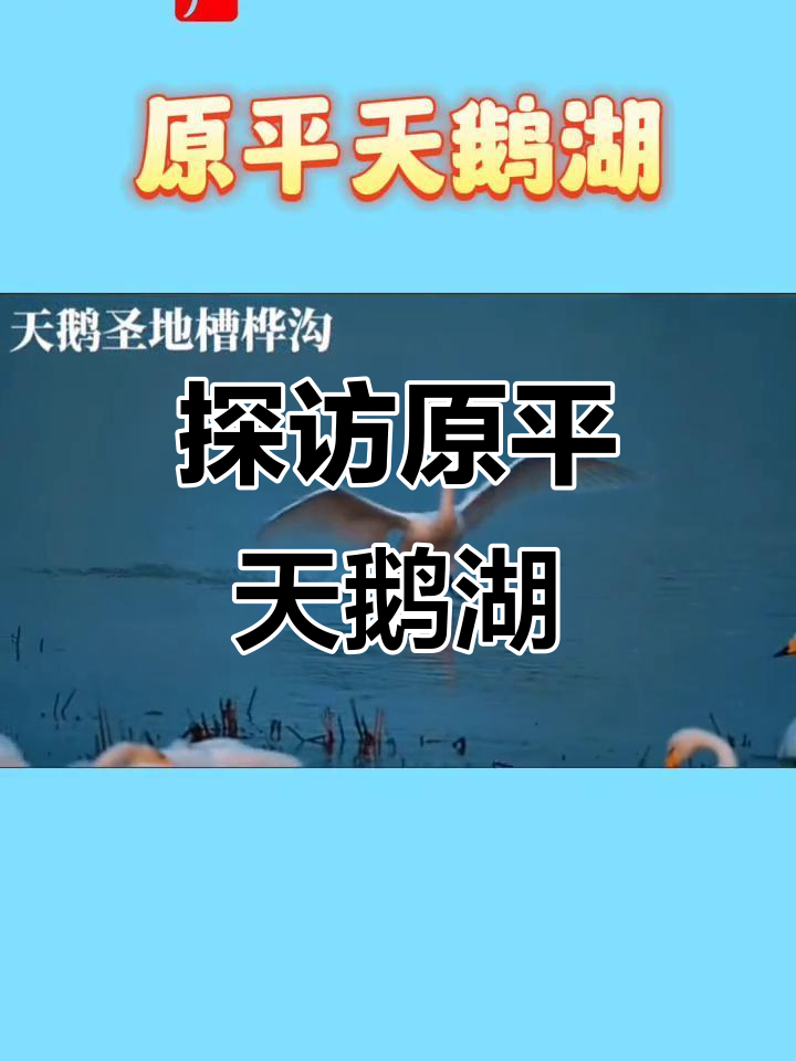 原平天鹅湖美景,带你领略自然与宁静的完美结合