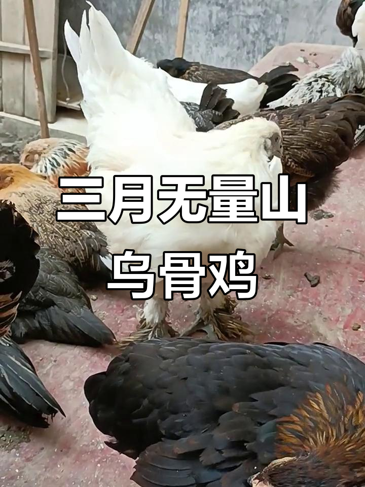 无量山乌骨鸡三个月才2.6斤,生态散养比饲料更健康