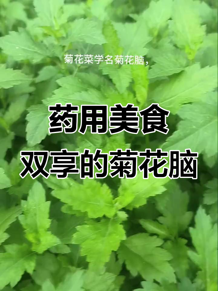 菊花脑:药食两用的特色野菜,疏风散热又美味