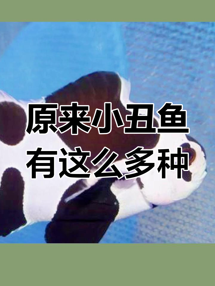 小丑鱼不止一种颜色,尼莫只是其中之一!