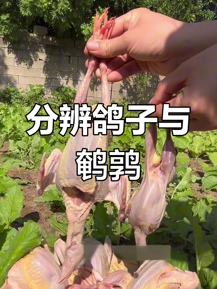如何辨别鸽子与鹌鹑?农家土鸽子的独特魅力
