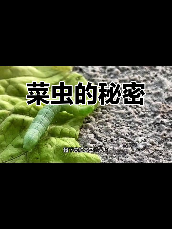 菜虫大揭秘:你见过毛毛虫拉屎吗?