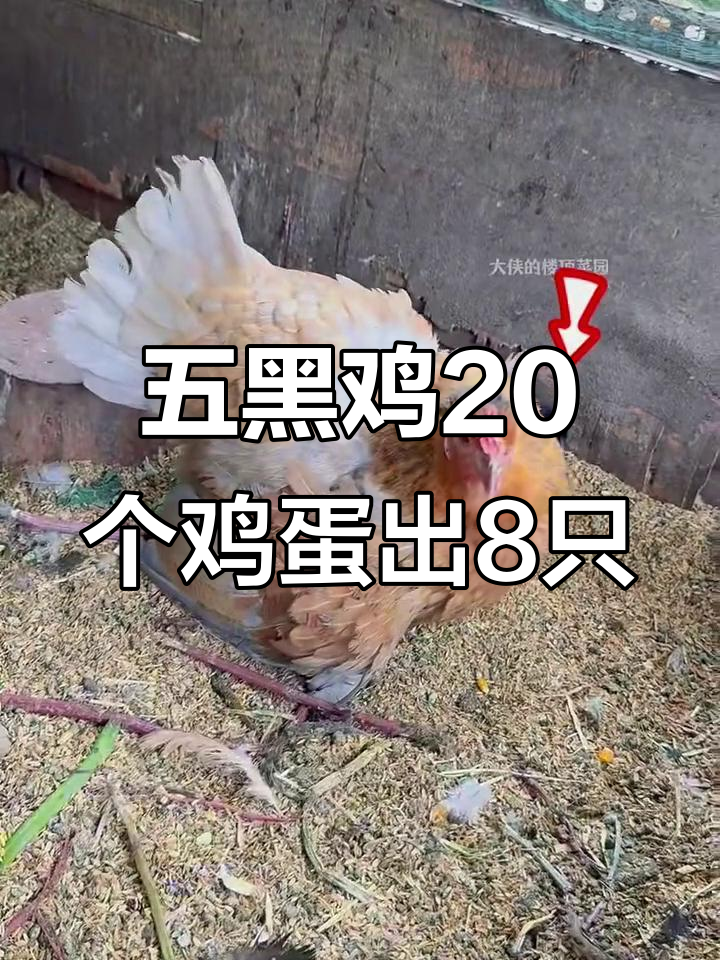 成都150平楼顶菜园：五黑鸡孵出8只小鸡，蛋壳散黄惊险一幕