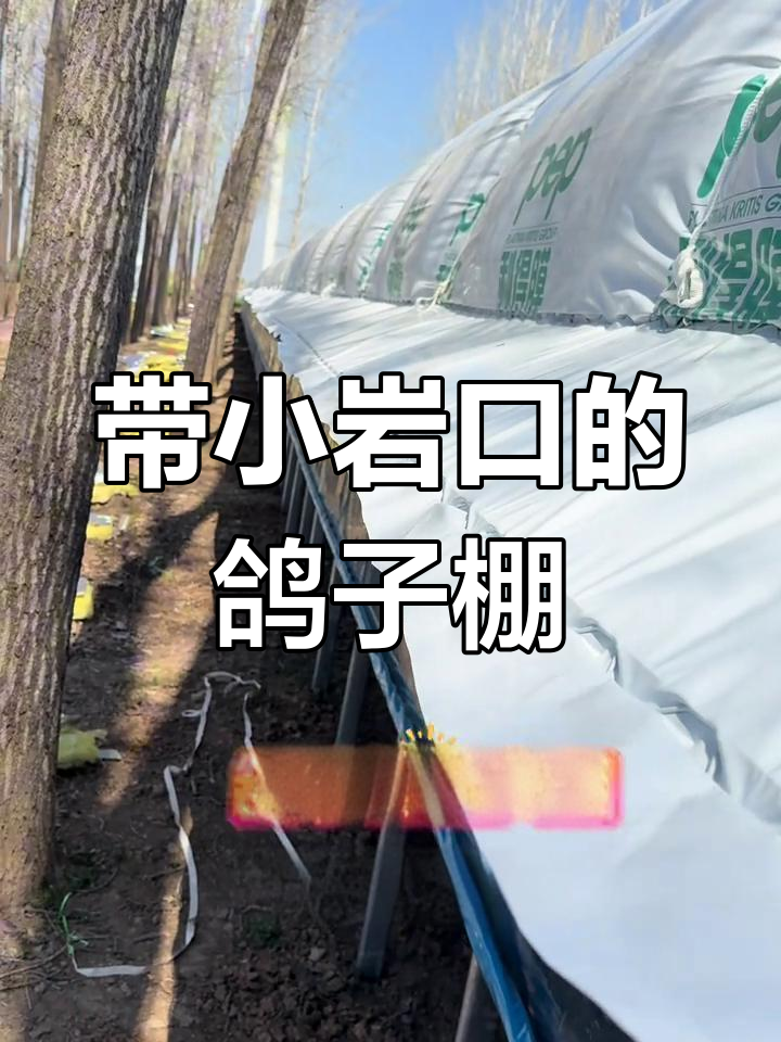 鸽子养殖大棚设计带小岩口,防潮保暖两不误