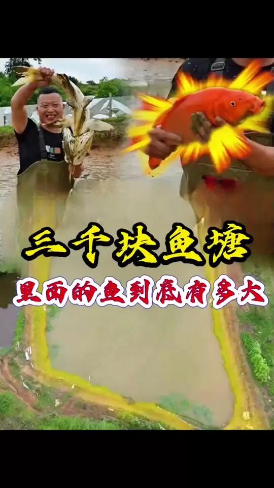 小飞哥花费3000 块便将投放了 2000 只甲鱼苗的甲鱼塘给成功包下啦!那塘主可是极其豪