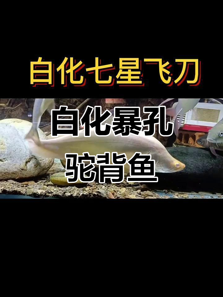 七星飞刀白化种:独特夜行鱼,守护你的水族世界