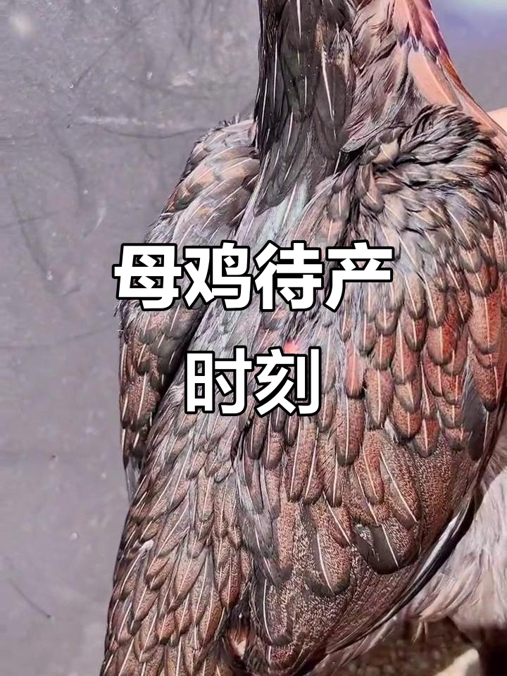 母鸡下蛋前的准备,斗鸡场上的精彩瞬间