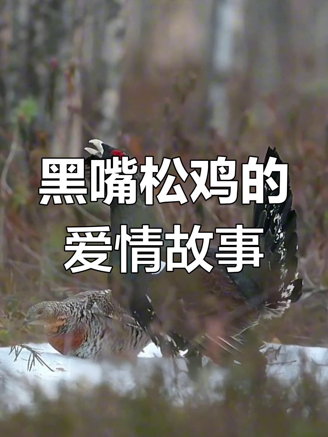 黑嘴松鸡的求爱与繁殖:大兴安岭上的神奇舞蹈
