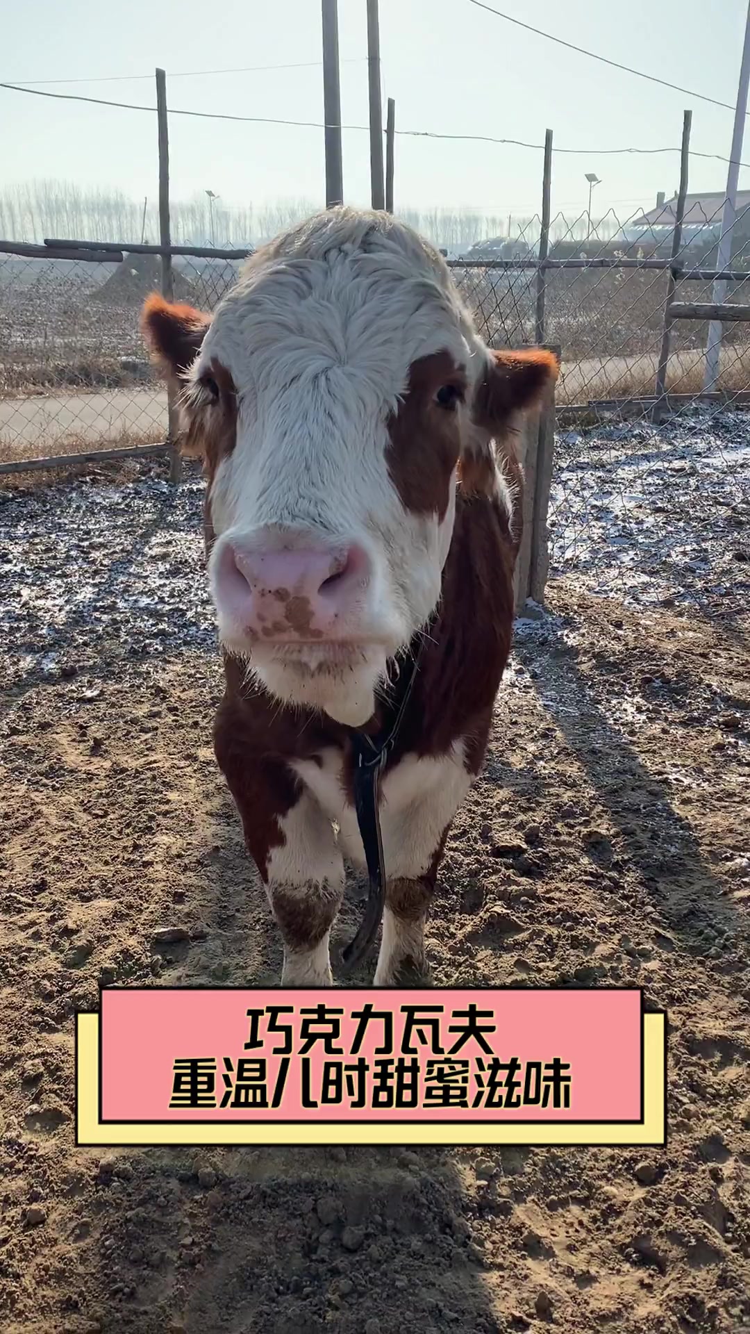 巧克力瓦夫,重温儿时甜蜜滋味