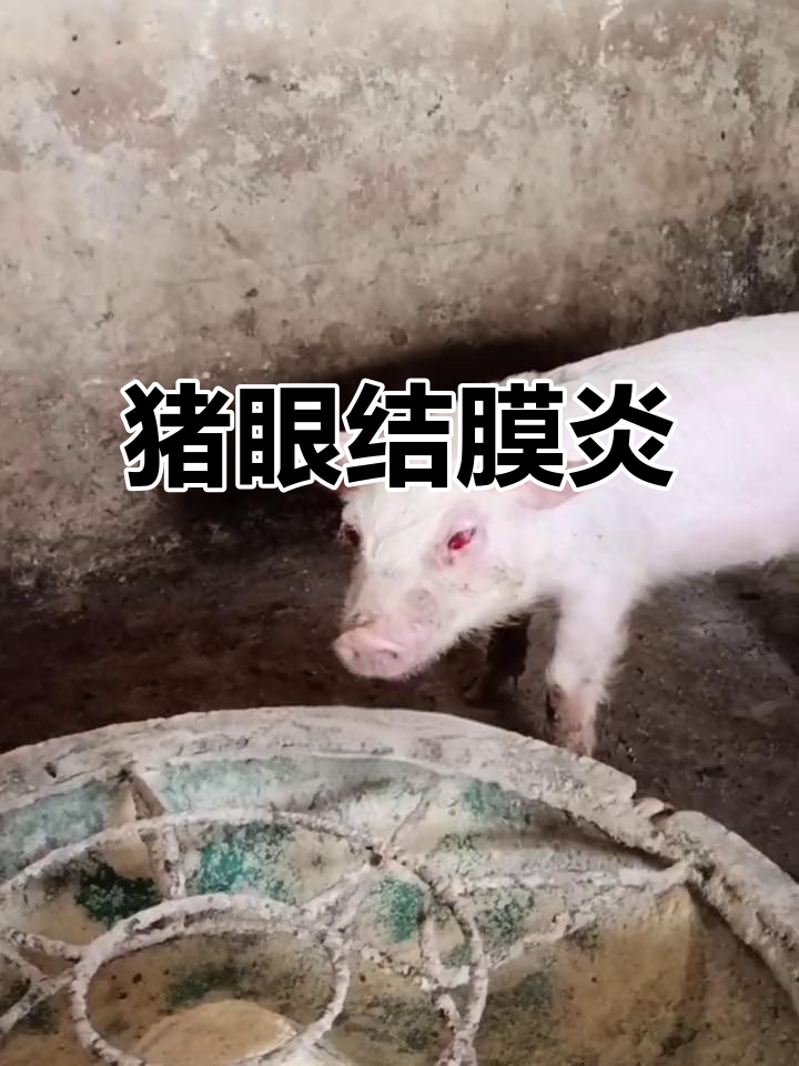 猪结膜炎症状解析:眼睛红肿、外翻与肿胀