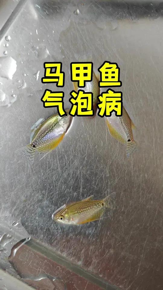 气泡病 鱼儿乐 随手测 溶氧仪 马甲鱼