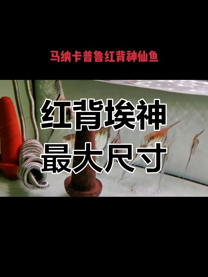 红背埃及神仙鱼能长到多大