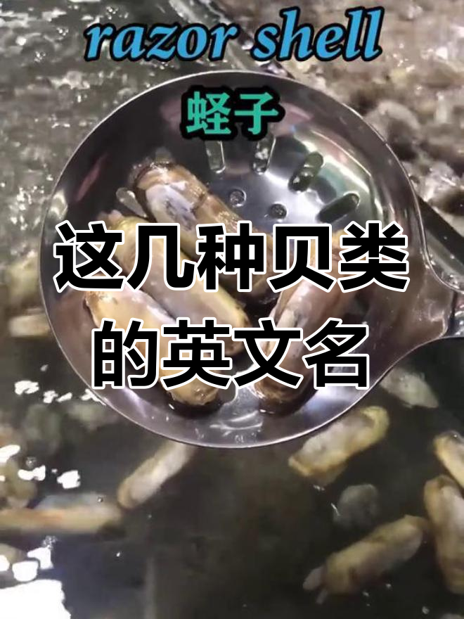 常见贝类海鲜的英文名称