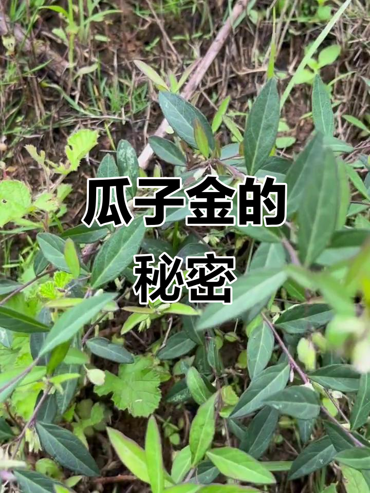 瓜子金:一种草本植物,别名多且作用大