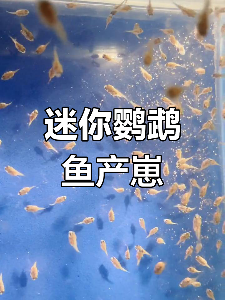 迷你鹦鹉鱼繁殖全过程揭秘,小鱼苗诞生记
