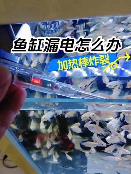 鱼缸漏电,加热棒炸裂 鱼缸漏电 加热棒 鱼缸加热棒 养鱼日记 水族用品