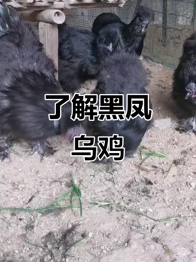 黑凤乌鸡:原生态品种与养殖技巧揭秘