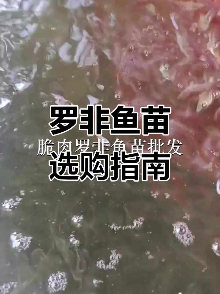惠州脆肉罗非鱼苗,品质保证