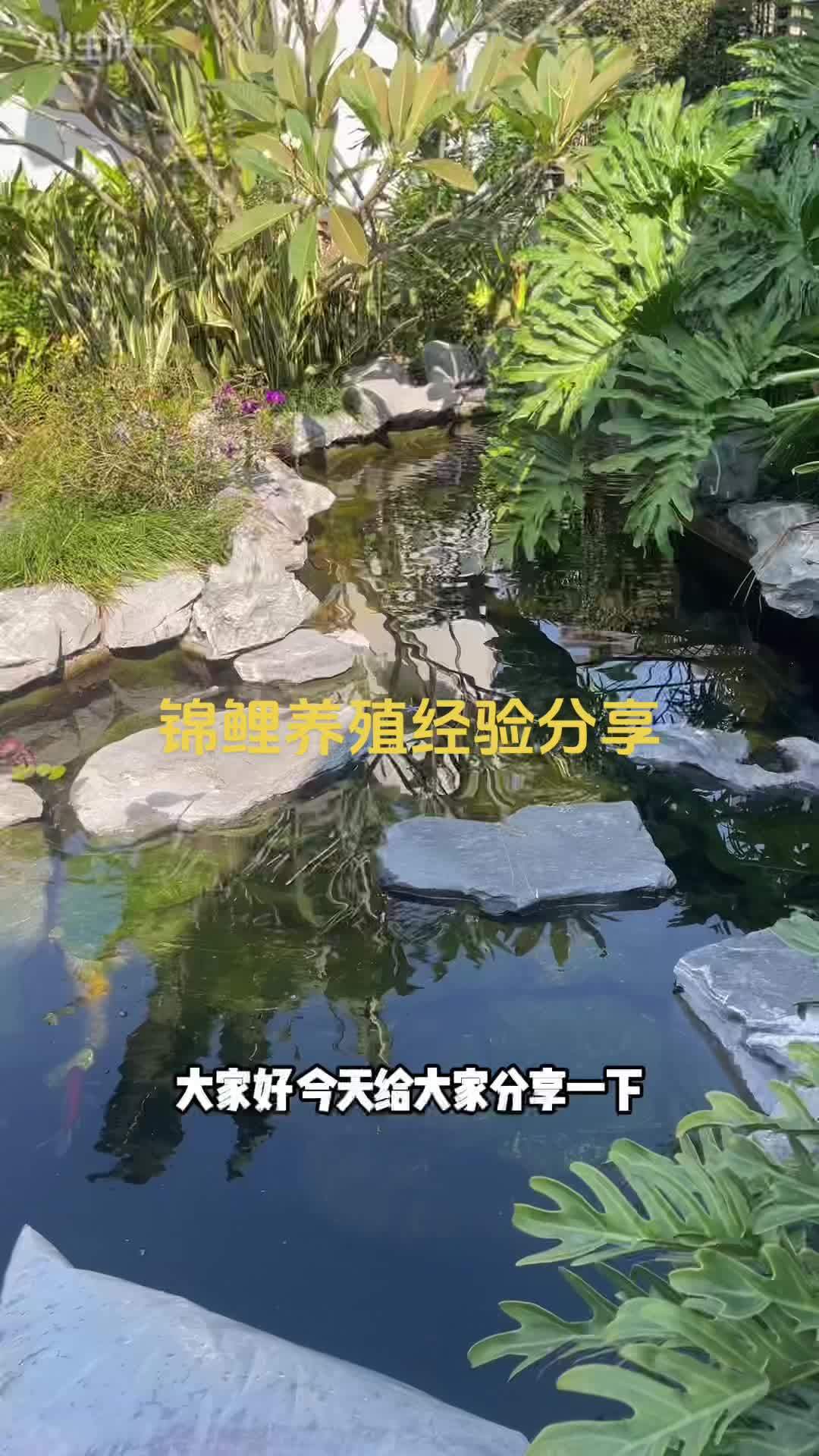 锦鲤养殖经验分享#锦鲤鱼池 #别墅鱼池#锦鲤