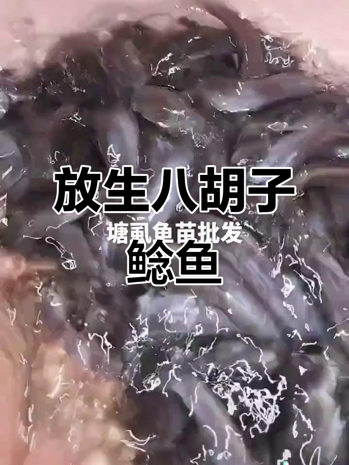 深圳东莞惠州鱼苗批发,八胡子鲶鱼放生潮州徐老板