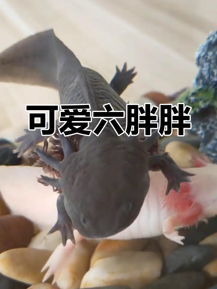 六角恐龙鱼吃猪肉,成长迅速
