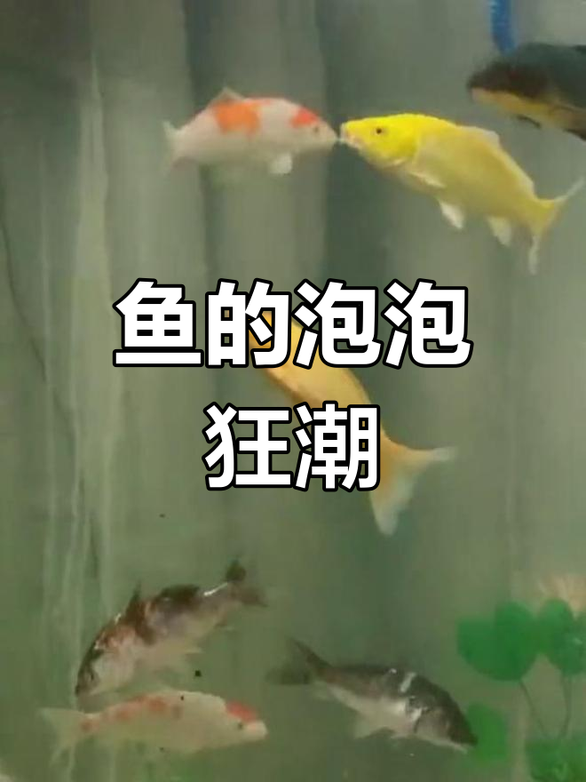 从大年三十到今天,九条鱼吐了整整5400个泡泡!