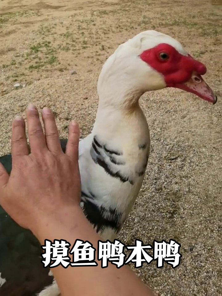 红脸红冠鸭摸鱼被抓包,撸它居然不反抗?