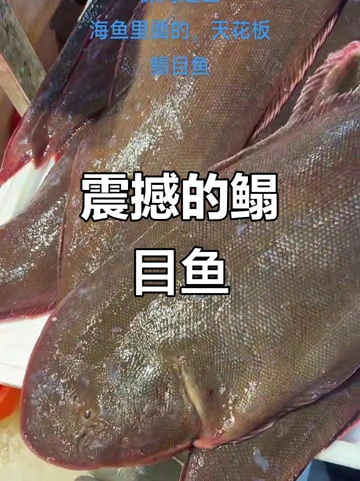 场面震撼！鳎目鱼大揭秘