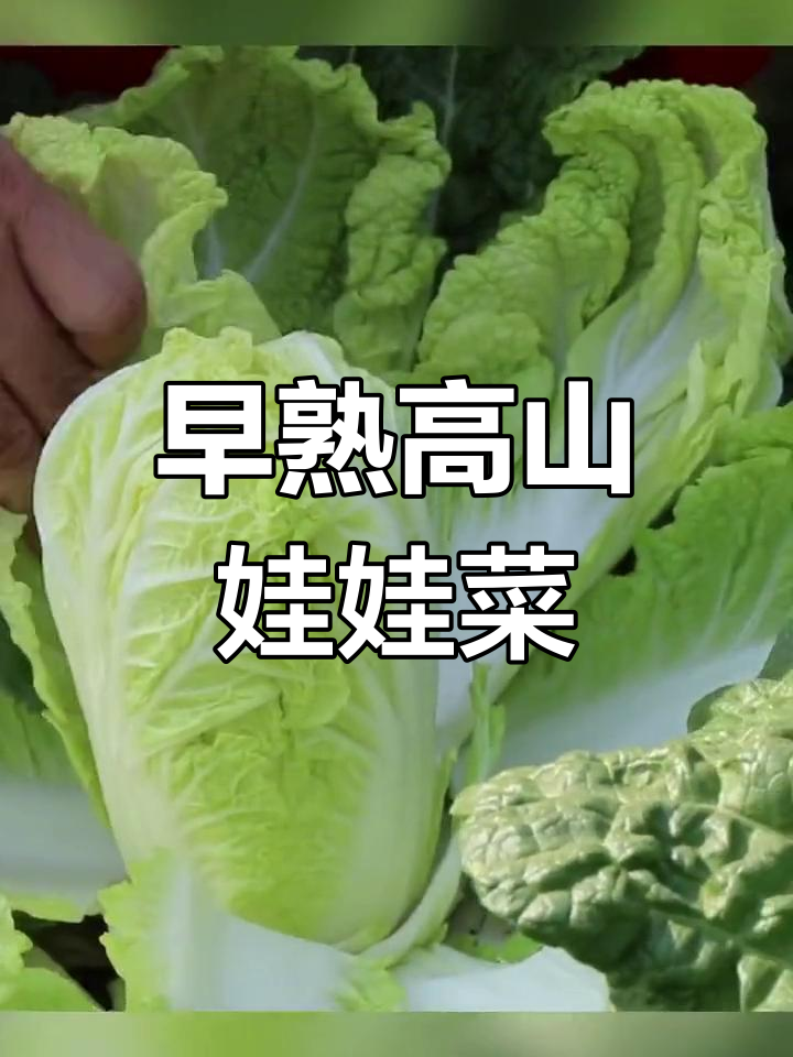 高山娃娃菜:快速生长,甜脆可口,阳台种植必备