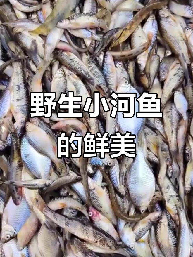 山上野生小河鱼,扁梨沟子里的美味鲶餐丁