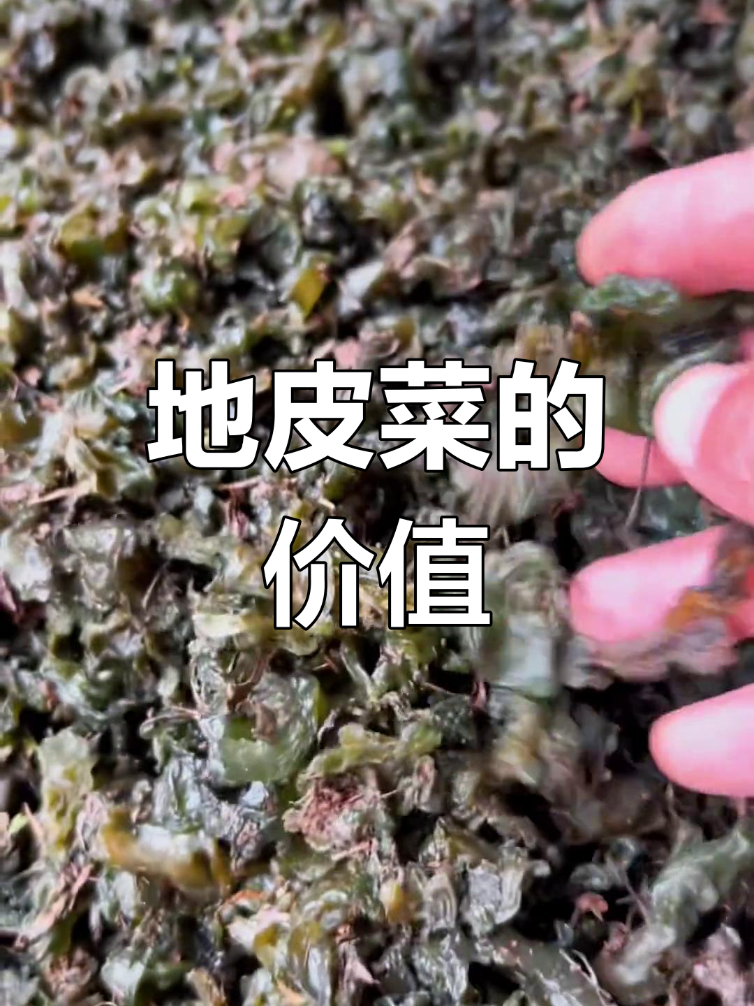 乡村地皮菜的独特魅力