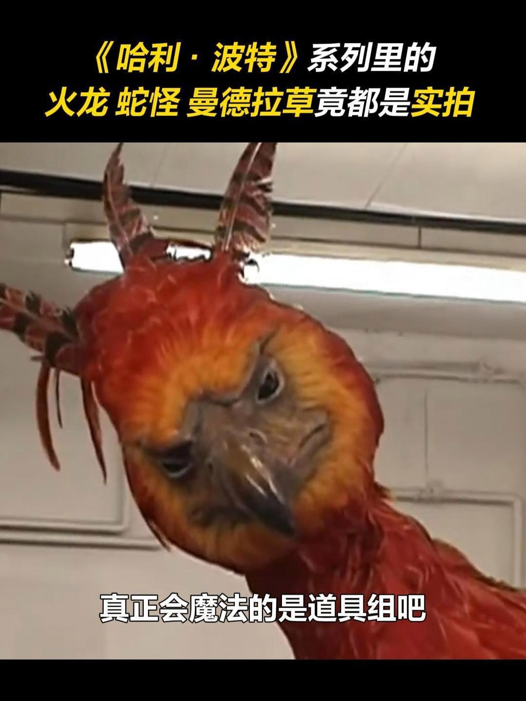 在《哈利·波特》里,真正会魔法的是道具组吧!火龙、蛇怪、曼德拉草这些神奇生物竟然都是 实拍