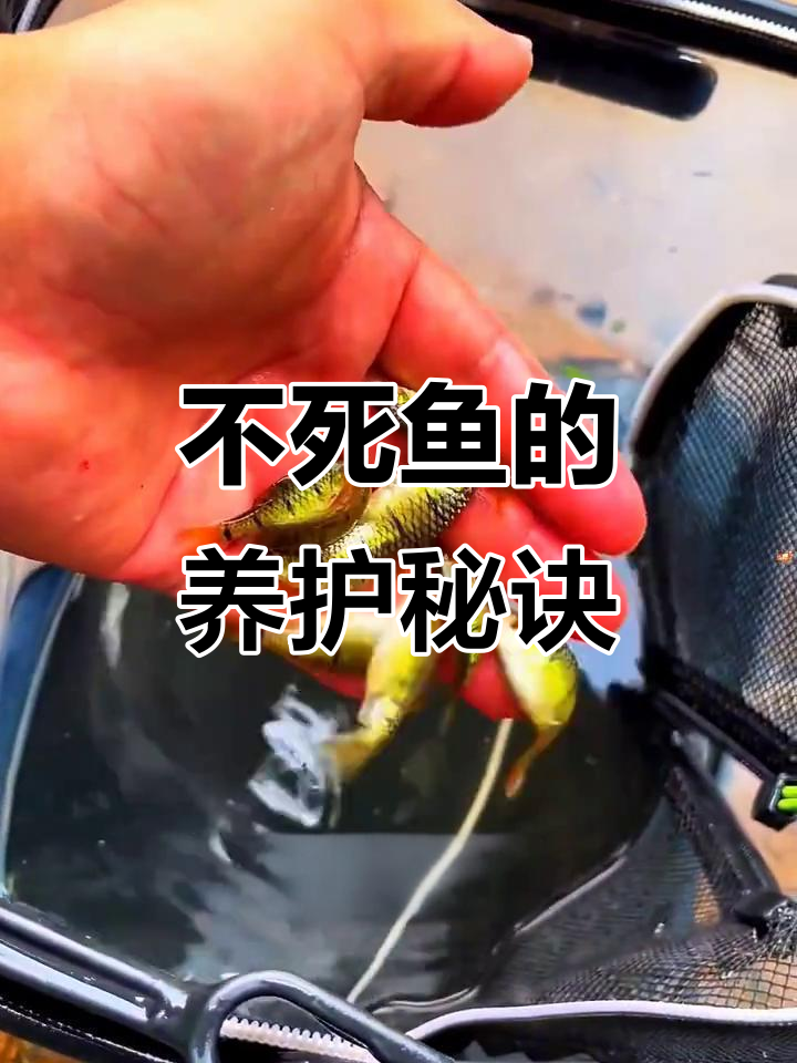 被称为“不死鱼”的条纹小鲃,超耐养!