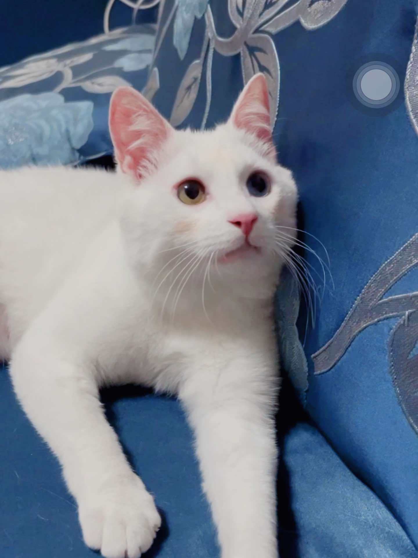 为什么涂了腮红跟想象中不一样???????????? 纯欲腮红小猫 这个猫头好上头 猫系妆容教程