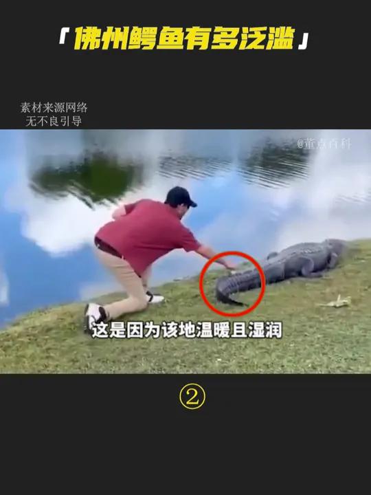 为什么说佛州人骑过的鳄鱼,比你撸过的猫还要多?百科 佛罗里达州不养闲人 鳄鱼 动物 冷知识