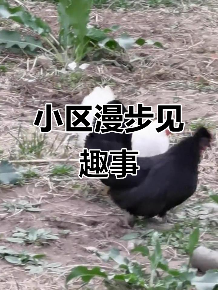 小区散步,偶遇鸡啄米,感受书法中的笔触与节奏