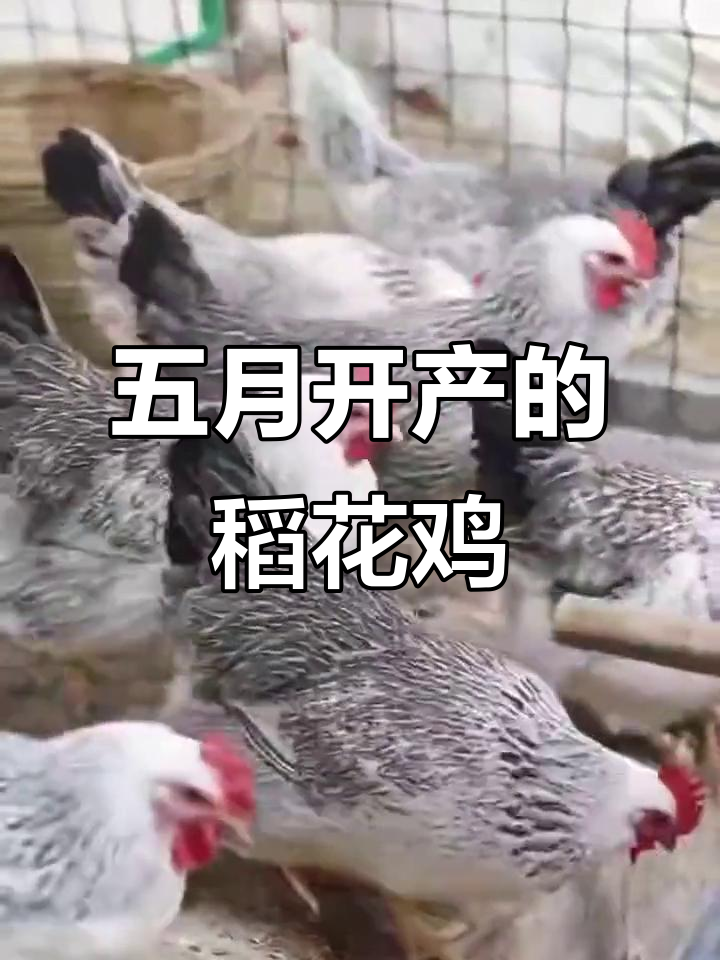 广东高寒山区稻花鸡，五个月开产、抗病力强