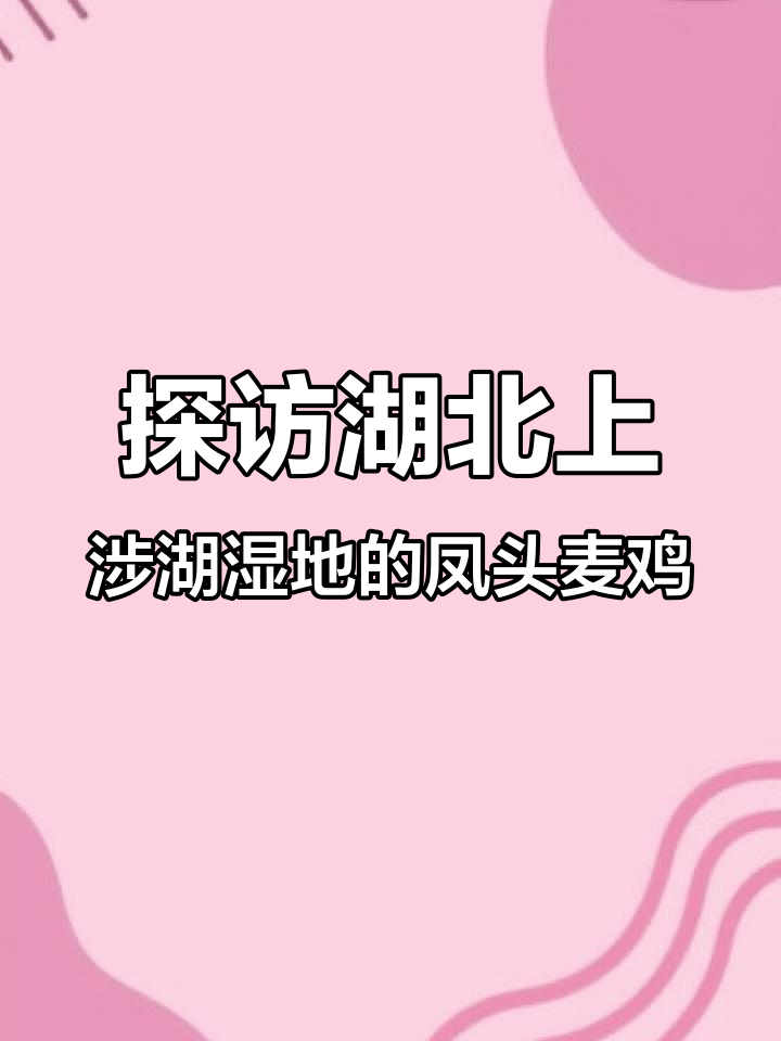 凤头麦鸡:武汉湿地公园的可爱候鸟,栖息地保护迫在眉睫